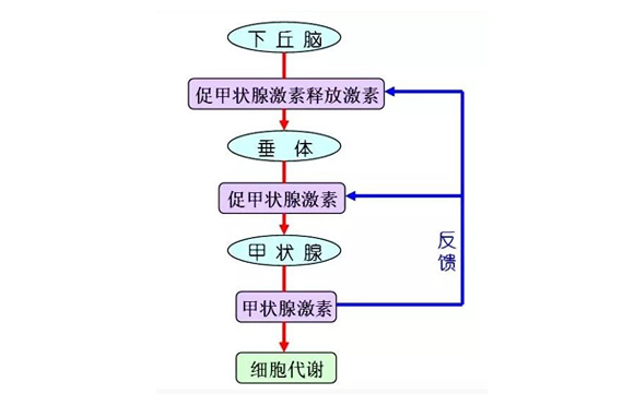 健康甲狀腺的必須元素-碘